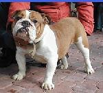 Chovatelska stanice ps�: Z AG�TOV� CESTY