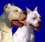 Chovatelska stanice ps�: DEL CAVDILLO