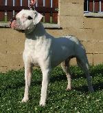 Chovatelska stanice ps�: CHARISMATIC