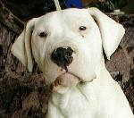 Chovatelska stanice ps�: B�L� PREG�TOR