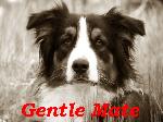 Chovatelska stanice ps�: GENTLE MATE
