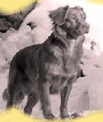 Chovatelska stanice ps�: ZE SEVERN� V̎E