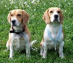 Chovatelska stanice ps�: OD DVOU H��BK�