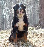 Chovatelska stanice ps�: HAF Z JUNDROVA