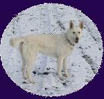 Chovatelska stanice ps�: CETIMIRA