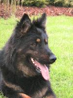 Chovatelska stanice ps�: Z DA�ICK�HO Z�TI��