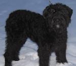 Chovatelska stanice ps�: OD STUD�NKY PET��NKY