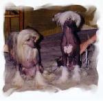 Chovatelska stanice ps�: LITTLE PONY