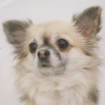 Chovatelska stanice ps�: BOHEMIA KEVIN