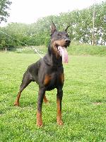 Chovatelska stanice ps�: GUMBY