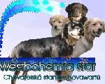 Chovatelska stanice ps�: WESTBOHEMIA STAR