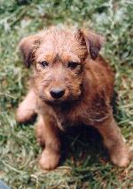 Chovatelska stanice ps�: SAKURA-�MI