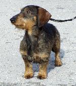 Chovatelska stanice ps�: CHARISSMA BOHEMIA