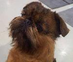 Chovatelska stanice ps�: CORSAIREY CASCH CZ