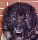 Chovatelska stanice ps�: LI�TI�KA