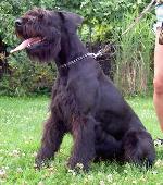 Chovatelska stanice ps�: STANIOS