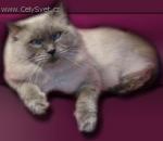 Chovatelska stanice ps�: EULALIE, CZ