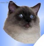 Chovatelska stanice ps�: TRAMT�RIE CZ