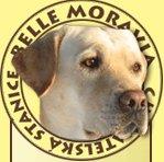 Chovatelska stanice ps�: BELLE MORAVIA