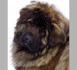 Chovatelska stanice ps�: QUINTO VOM NONNENWALD