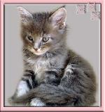 Chovatelska stanice ps�: DEVIL SPIRIT