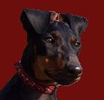 Chovatelska stanice ps�: ZE Z�MECK� ZAHRADY