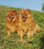 Chovatelska stanice ps�: SANDIR�