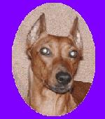 Chovatelska stanice ps�: HARMONY STAR