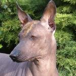 Chovatelska stanice ps�: NORT BRUN