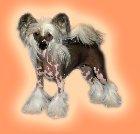 Chovatelska stanice ps�: JEMALLE