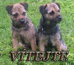 Chovatelska stanice ps�: Z BLUDOVICK�CH STR�N�