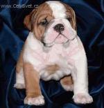 Chovatelska stanice ps�: BENETON KENNEL