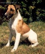 Chovatelska stanice ps�: OD HRUB�HO LESA