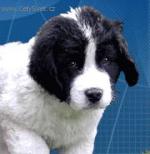 Chovatelska stanice ps�: Z LETOHRADSK�HO RAN�E