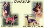 Chovatelska stanice ps�: KWANAH