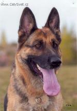 Chovatelska stanice ps�: Z MOKROPESK� ZAHRADY