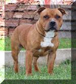 Chovatelska stanice ps�: GARLIN