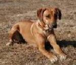 Chovatelska stanice ps�: K�EMENCE