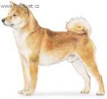 Chovatelska stanice ps�: HV�ZDA HAN�