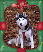 Chovatelska stanice ps�: DREAM OF ALASKA