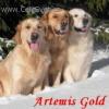 Chovatelska stanice ps�: ARTEMIS GOLD