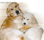 Chovatelska stanice ps�: Z PAD�LSK�HO ML�NA