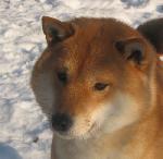 Chovatelska stanice ps�: OD CIDLINY