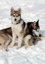 Chovatelska stanice ps�: CZECH SILVER STAR