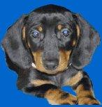 Chovatelska stanice ps�: Z TISOVSK�HO H�JE