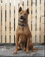 Chovatelska stanice ps�: THAI BELLIJESS