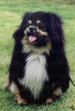 Chovatelska stanice ps�: MODR� P�SNI�KA