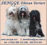Chovatelska stanice ps�: SENGGE