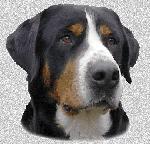 Chovatelska stanice ps�: SWISS STAR