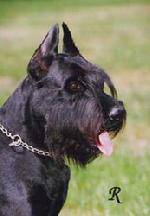 Chovatelska stanice ps�: Z LIB�JOVICK�HO PARKU